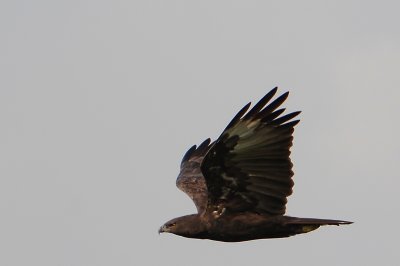 Dark Morph - Changeable Hawk Eagle (Spizaetus cirrhatus)