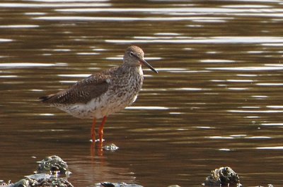 Common Redshank (Tringa totanus)