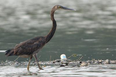Great-billed Heron (Ardea sumatrana)