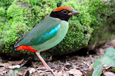 Hooded Pitta ( Pitta sordida )