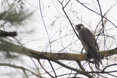 Falco peregrinus,  Peregrine Falcon