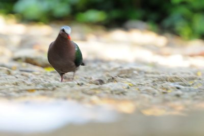 Emerald Dove ( Chalcophaps indica )