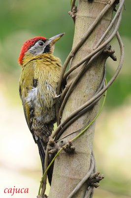 Laced Woodpecker ( Picus vittatus ), Male