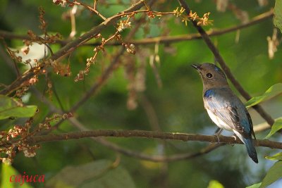 Blue-and-white Flycatcher (Cyanoptila cyanomelana)