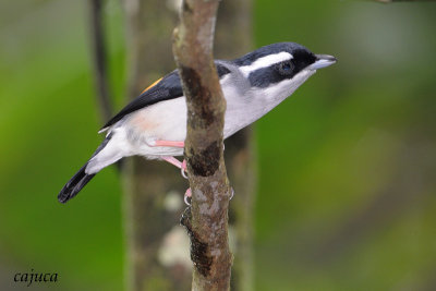 White-browed Shrike-babbler (Pteruthius flaviscapis) Male