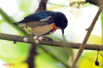 Fire-breasted Flowerpecker (Dicaeum ignipectus)