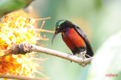 Purple-throated Sunbird (Nectarinia sperata)