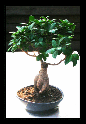 g4/18/546018/3/60667756.bonsai.jpg