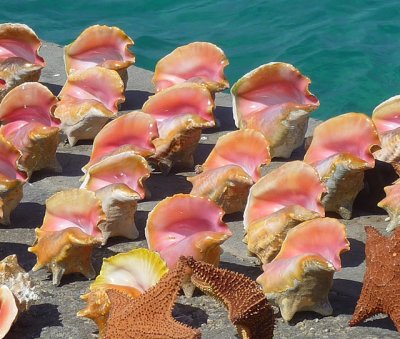 Conch