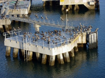 Pelican Roost Port Canaveral