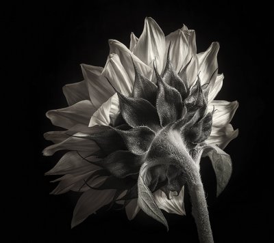 Sunflower Study in Black and White