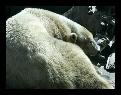 Polar Bear