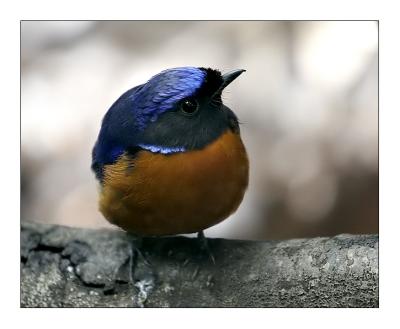 In the Aviary