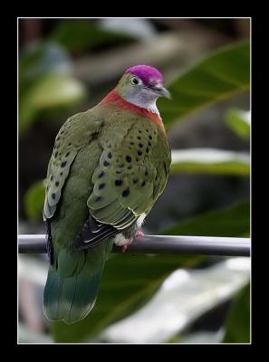 Superb Fruit Dove