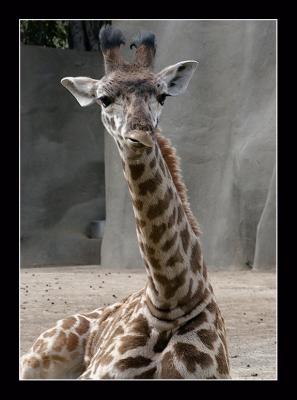 Jr. Giraffe