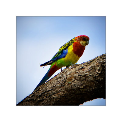 Kakariki (Red Crowned Parakeet)