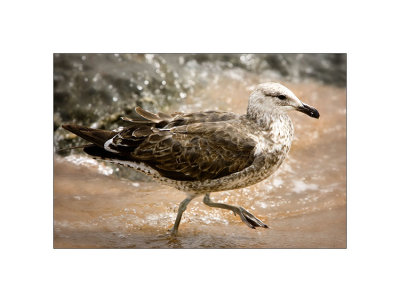 Black-backed Gull, juvenile