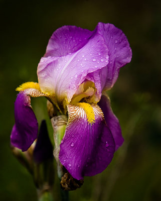 Bearded Iris