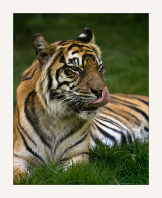 Sumatran Tiger