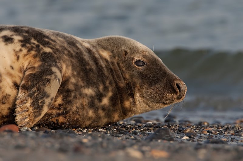 Grey seal / Grijze zeehond