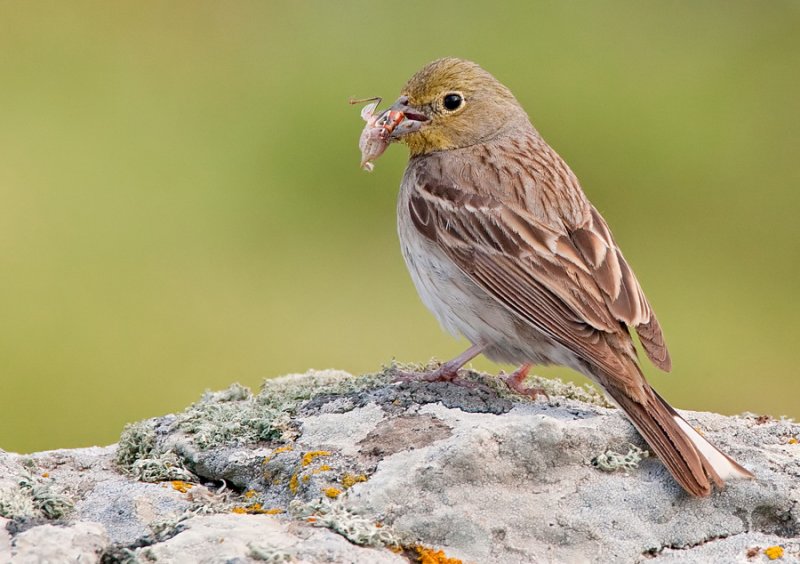 Cinereous Bunting / Smyrna gors