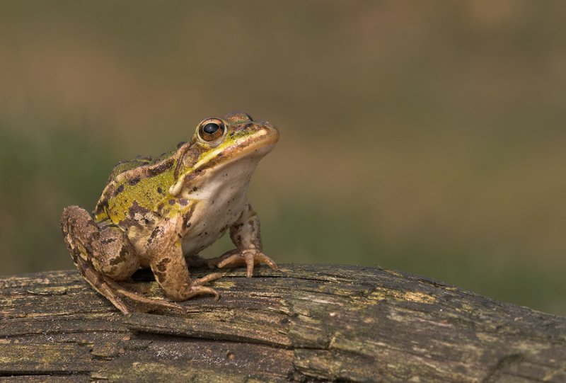 Bastaardkikker / Edible Frog