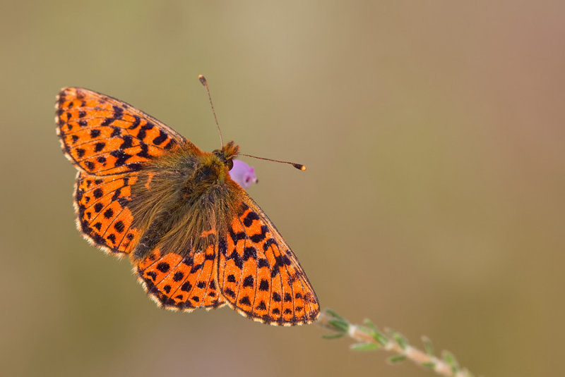 Cranberry Fritillary / Veenbesparelmoervlinder