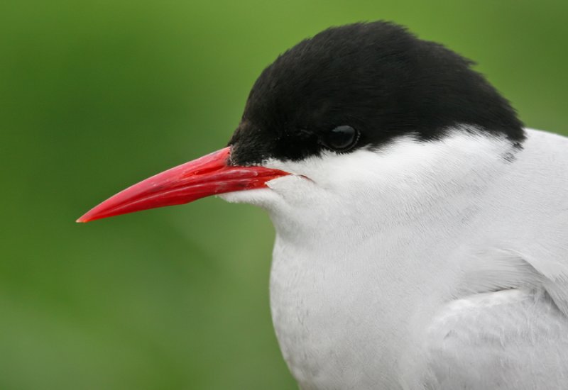 Arctic Tern / Noordse Stern