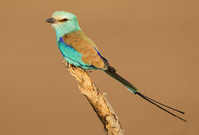 Abyssinian Roller / Sahel scharrelaar