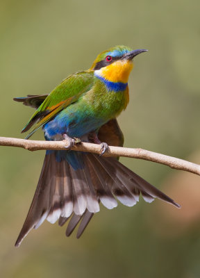 Swallow-tailed Bee-eater / Zwaluwstaartbijeneter