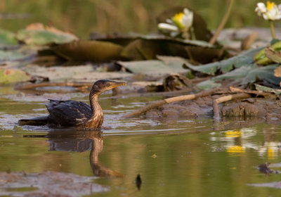 Long-tailed cormorant / Afrikaanse dwergaalscholver