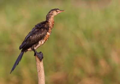 Long-tailed cormorant / Afrikaanse dwergaalscholver