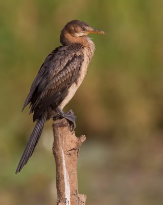 Long-tailed cormorant / Afrikaanse dwergaalscholver