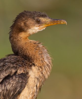 Long-tailed cormorant / Afrikaanse dwergaalscholver