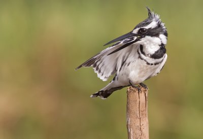 Pied Kingfisher / Bonte IJsvogel