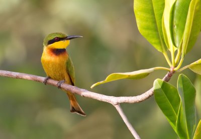 Little bee-eater / Dwergbijeneter
