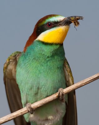 European Bee-eater / Bijeneter