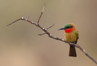 Red-throated bee-eater / Roodkeelbijeneter