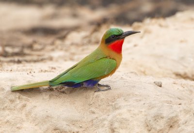 Red-throated bee-eater / Roodkeelbijeneter