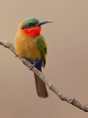 Red-throated bee-eater / Roodkeelbijeneter