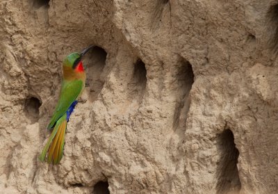 Red-throated bee-eater / Roodkeelbijeneter