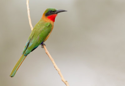 Red-throated bee-eater / Roodkeelbijeneter