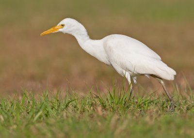 Cattle Egret / Koereiger