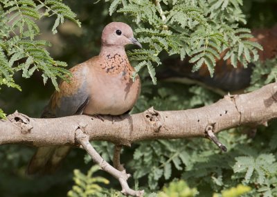 Laughing dove / Palmtortel