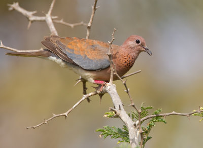 Laughing dove / Palmtortel
