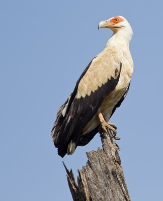 Palmnut vulture / Palmgier