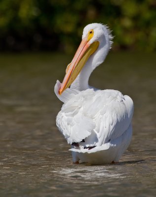 American white pelikan / Amerikaanse witte pelikaan