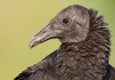 Black vulture / Zwarte gier