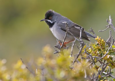 Rppell's Warbler / Rppell's grasmus