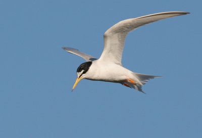 Little Tern / Dwergstern